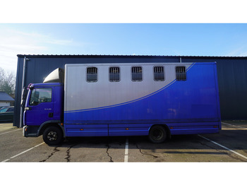 Horse truck MAN TGL 8.180