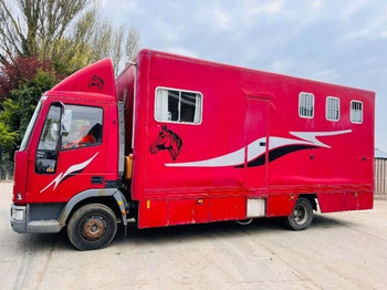 Horse truck IVECO